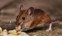24 Hour & Emergency Exterminators in Trout, WV